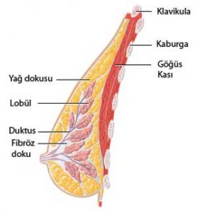meme anatomisi-meme yapısı-meme bakımı-göğüs anatomisi-göğüs bakımı-göğüs yapısı-göğüs kası- meme kası-küçük meme-büyük meme-göğüs estetiği-göğüs dikleştirme