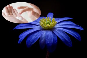 mavi anemon çiçeği kremi - kinerase mavi anemon çiçeği kremi - manisa lalesi - mavi anemon yağı faydaları - mavi anemon çiçeği kremi eczane - mavi anemon çiçeği kremi hangi eczanelerde