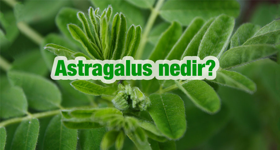Astragalus nedir? Çin tıbbının 50 temel otundan Astragalus hücre hasarını tersine çeviriyor ve yaşlanmayı bayağı yavaşlatıyor!